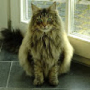 Meet your Posher, Donald